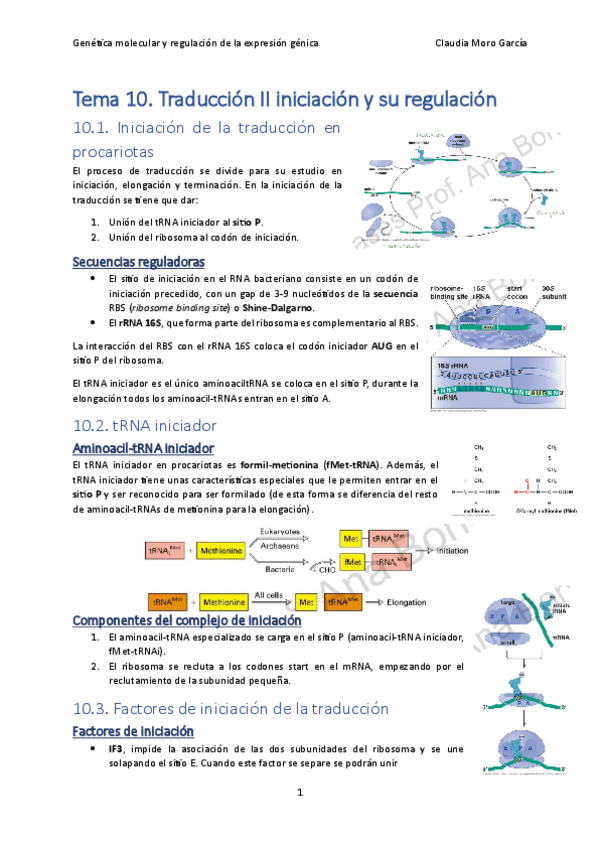 Miniatura del documento Tema-10.-Traduccion-II-iniciacion-y-su-regulacion.pdf
