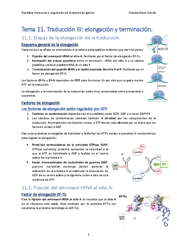 Miniatura del documento Tema-11.-Traduccion-III-elongacion-y-terminacion..pdf