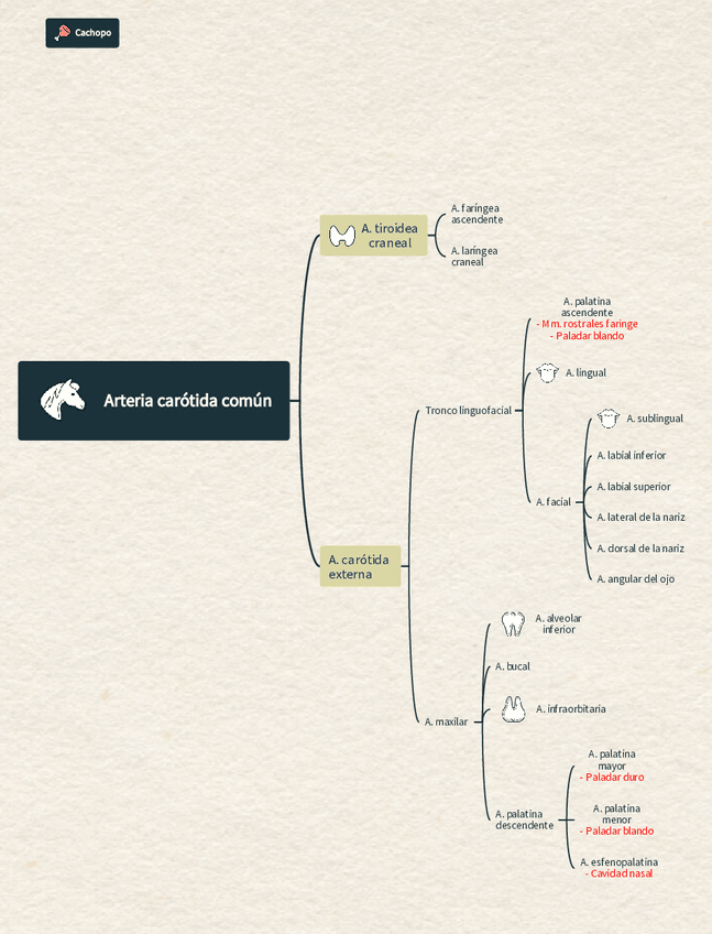 Miniatura del documento Riego-arterial-cabeza-caballo.pdf