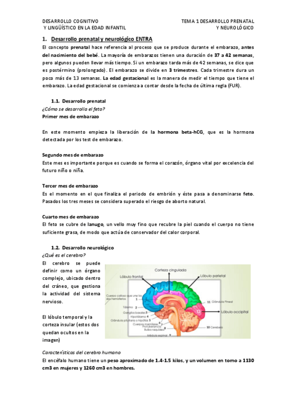 Miniatura del documento DESARROLLO-COGNITIVO-LINGUISTICO.pdf