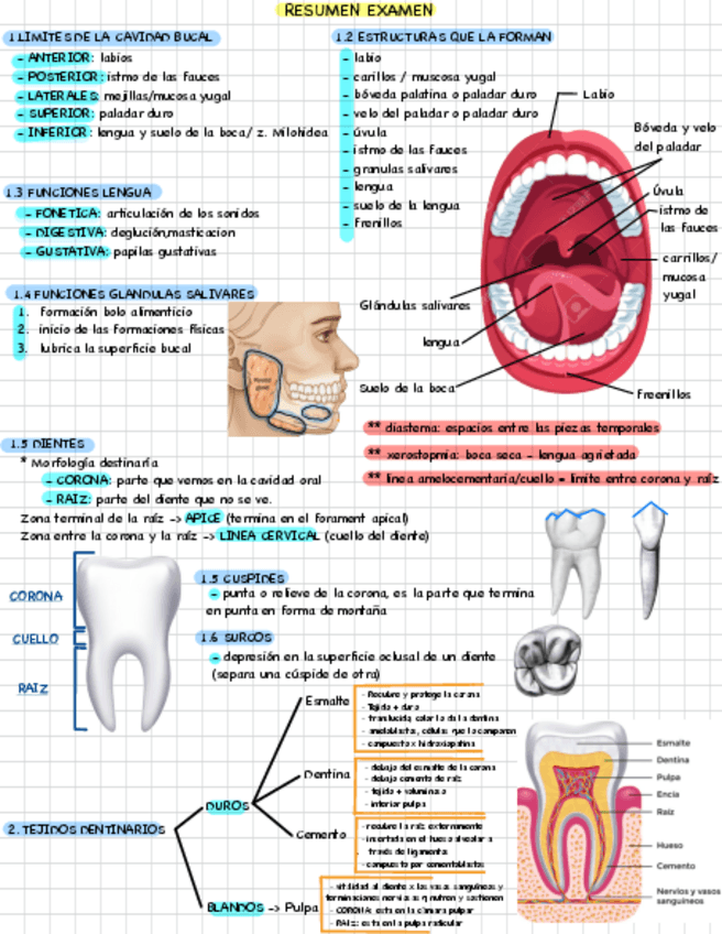 Miniatura del documento RESUMEN-EXAMEN-CAVIDAD-BUCAL.pdf