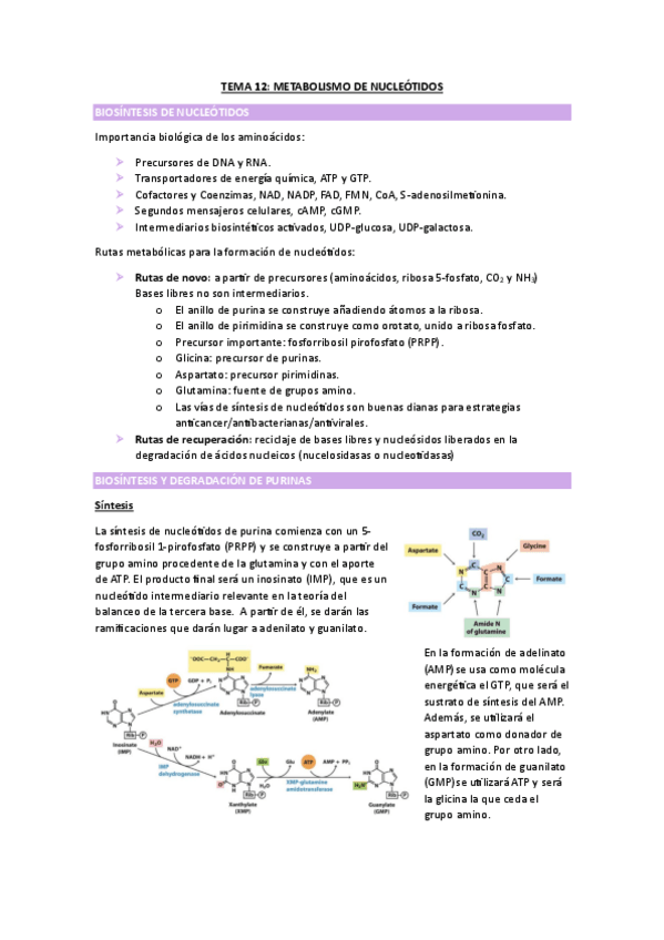 Miniatura del documento TEMA-12-BIOQUIMICA.pdf