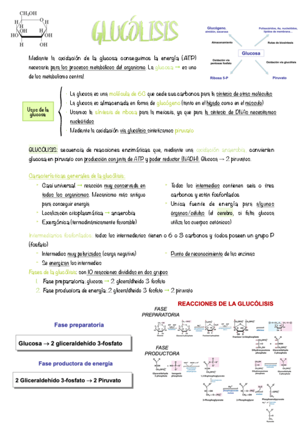 Miniatura del documento 3.-Glucolisis.pdf