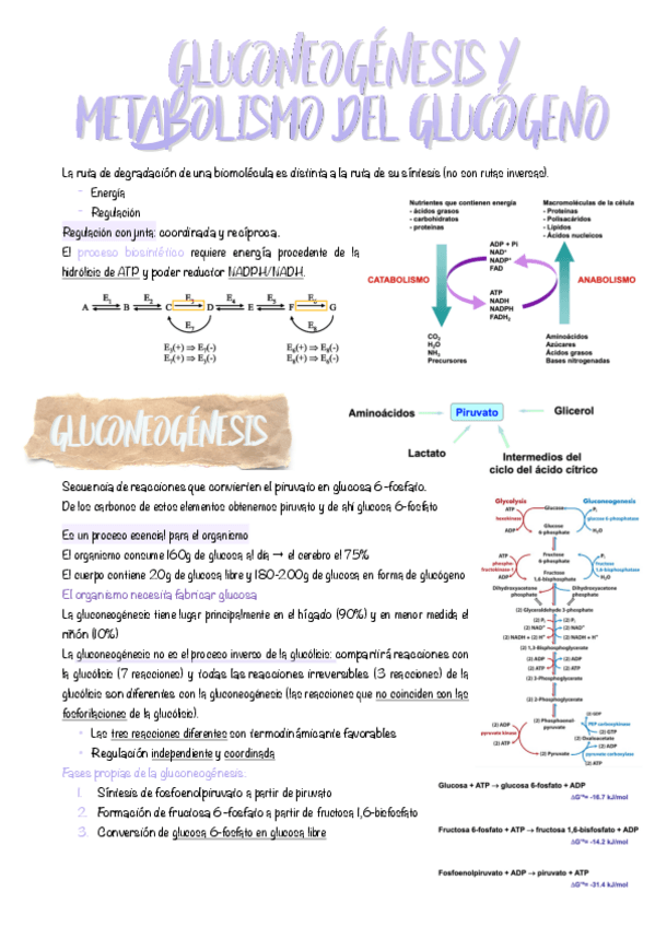 Miniatura del documento 4.-Gluconeogenesis-y-metabolismo-del-glucogeno.pdf