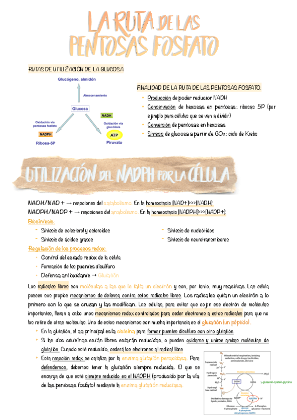 Miniatura del documento 5.-Pentosas-fosfato.pdf