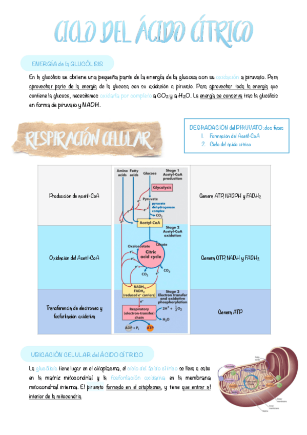 Miniatura del documento 6.-Ciclo-del-acido-citrico.pdf