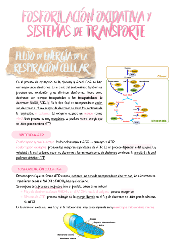Miniatura del documento 7.-Fosforilacion-oxidativa-y-sistemas-de-transporte.pdf
