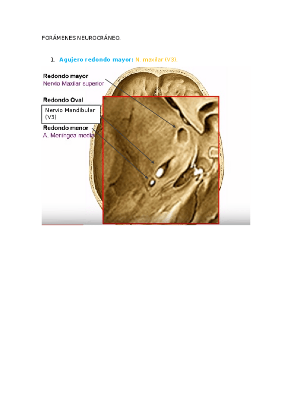 Miniatura del documento FORÁMENES NEUROCRÁNEO.docx