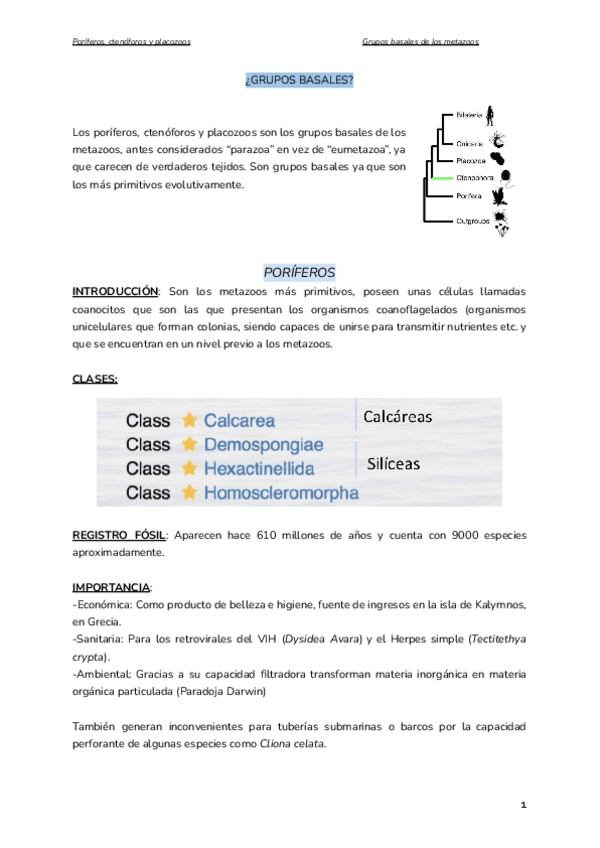 Miniatura del documento Tema-3.-PORIFEROS-CTENOFOROS-Y-PLACOZOOS.pdf