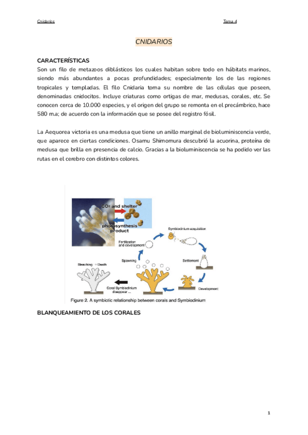 Miniatura del documento Tema-4.-Cnidarios.pdf