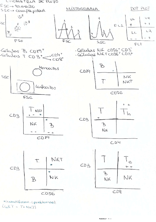 Miniatura del documento CITOMETRIA-ESQUEMA.pdf