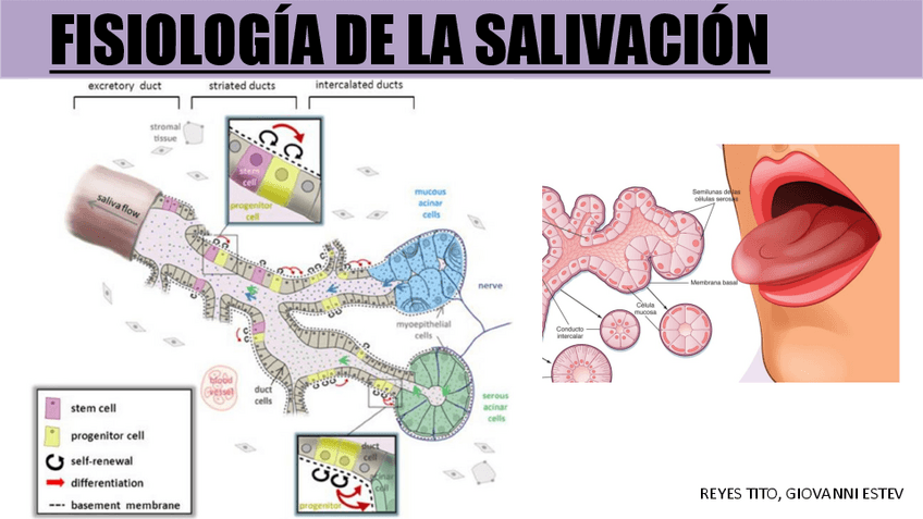 Miniatura del documento FISIOLOGIA-II-SECRECION-SALIVAL.pdf