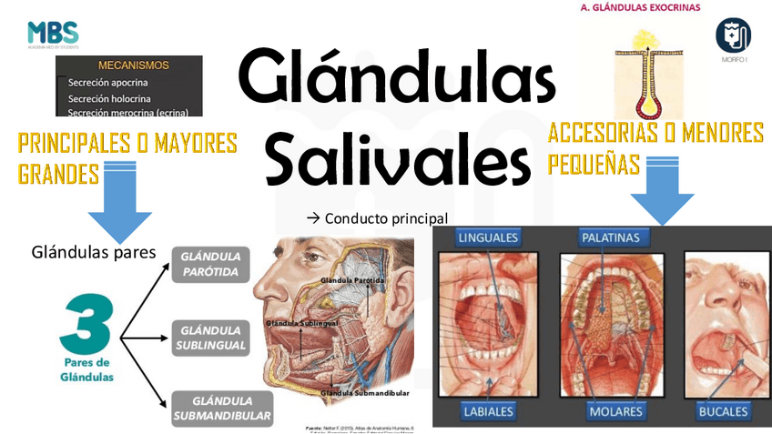 Miniatura del documento Glandulas-salivales-Fase-2.pdf