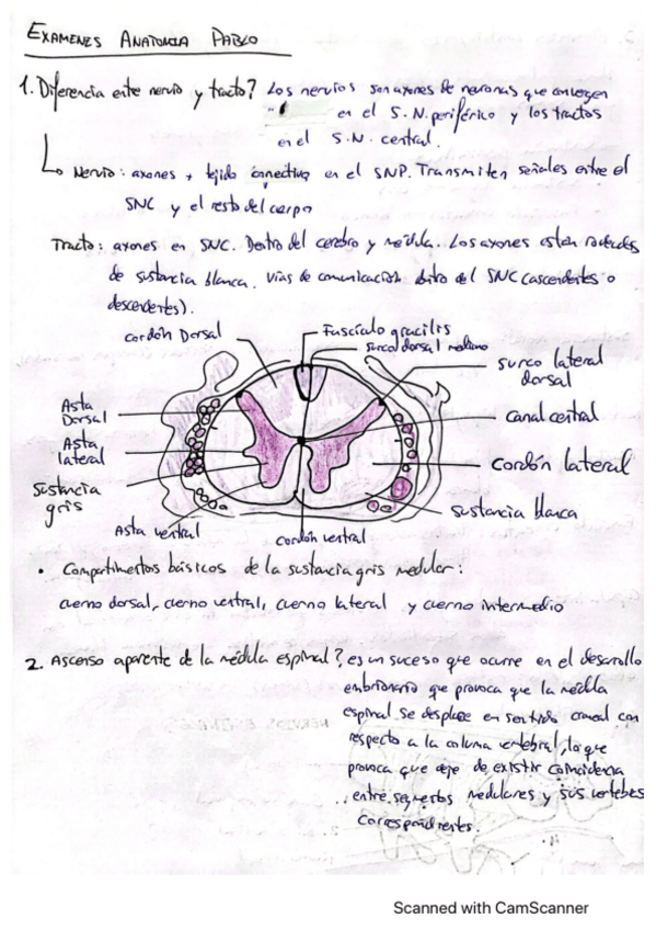 Miniatura del documento examenes-CORREGIDOS-pablo.pdf