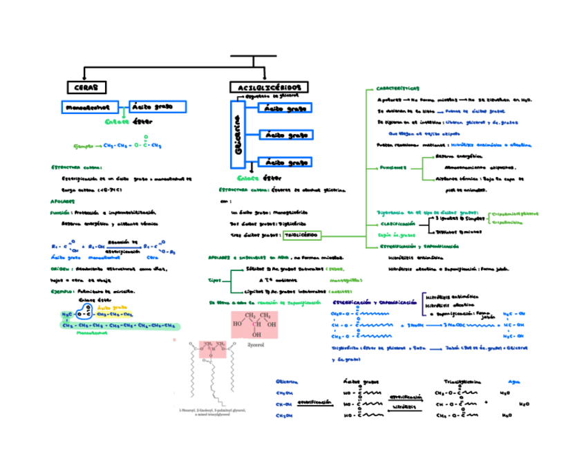 Miniatura del documento Lipidos-saponificablesTema-3-Bioquimica-LipidosBlancaSomalo.pdf