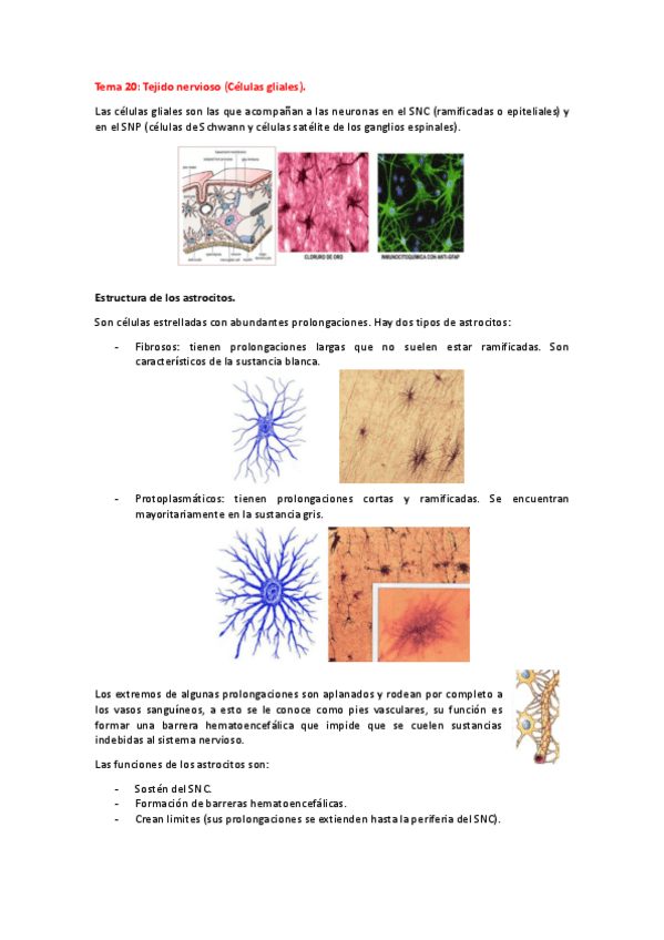 Miniatura del documento Tema-20-histo-animal.pdf