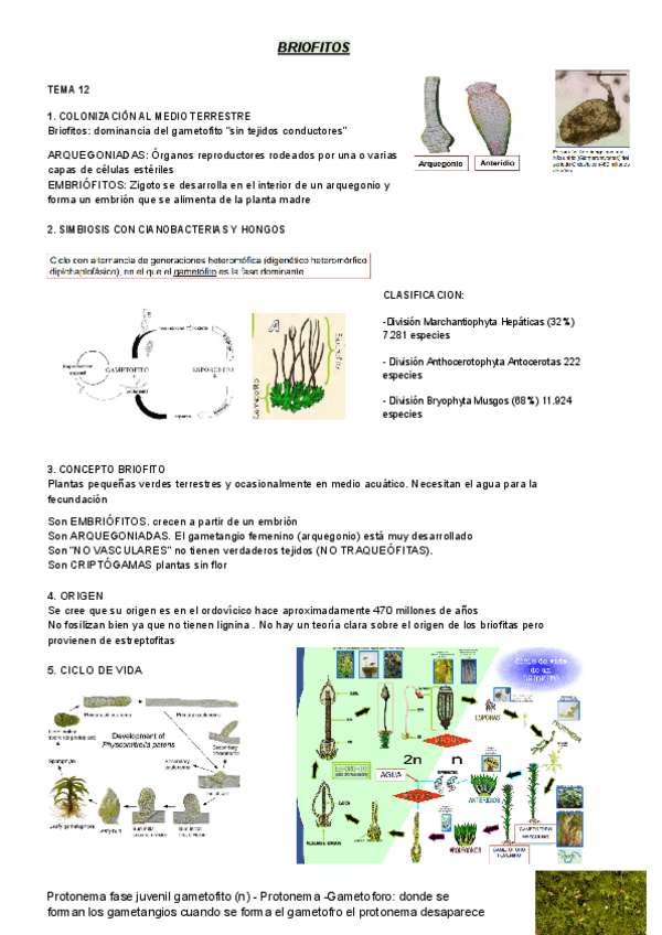 Miniatura del documento briofitos-tema-12-y-13.pdf