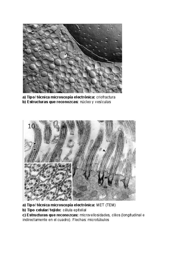 Miniatura del documento Practica-imagenes-microscopia-para-examen-final..pdf