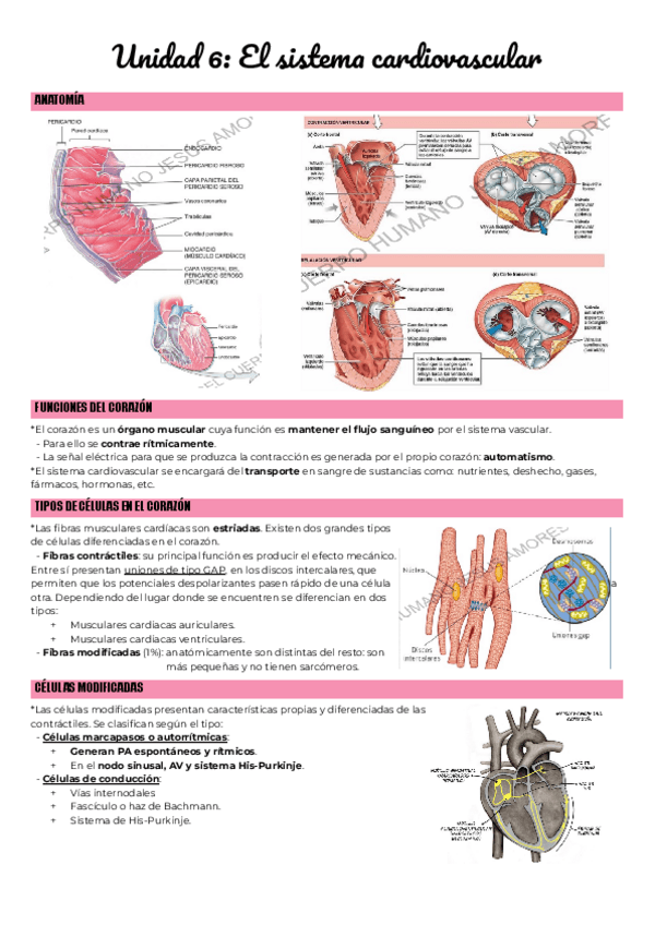 Miniatura del documento Unidad-6-El-sistema-cardiovascular-1.pdf