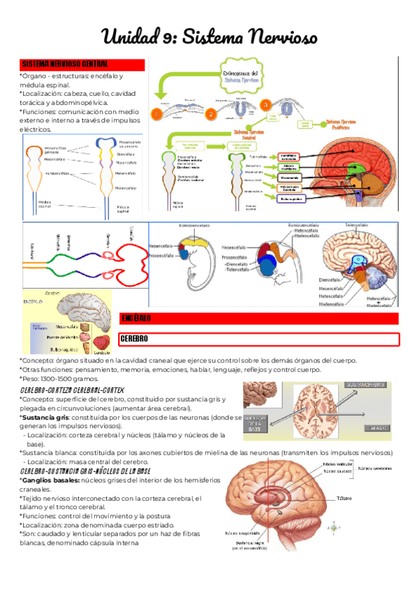 Miniatura del documento Unidad-9-Sistema-Nervioso.pdf