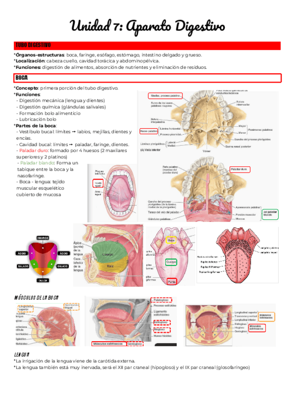 Miniatura del documento Unidad-7-Aparato-Digestivo.pdf