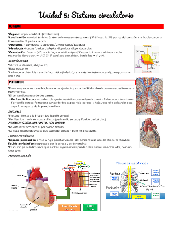 Miniatura del documento Unidad-5-Sistema-circulatorio.pdf