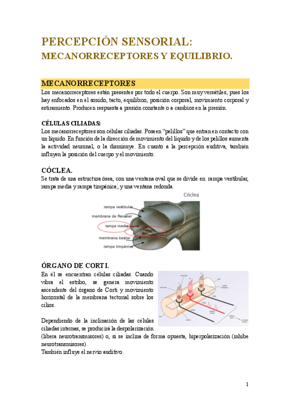 Miniatura del documento PERCEPCION-SENSORIAL-MECANORRECEPTORES-Y-EQUILIBRIO.pdf