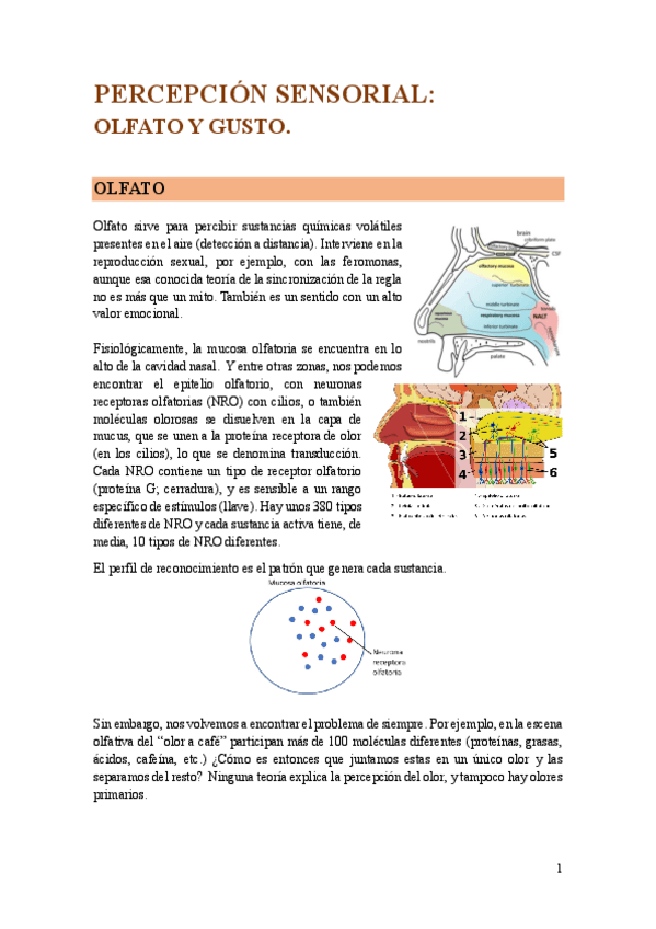 Miniatura del documento PERCEPCION-SENSORIAL-OLFATO-Y-GUSTO.pdf