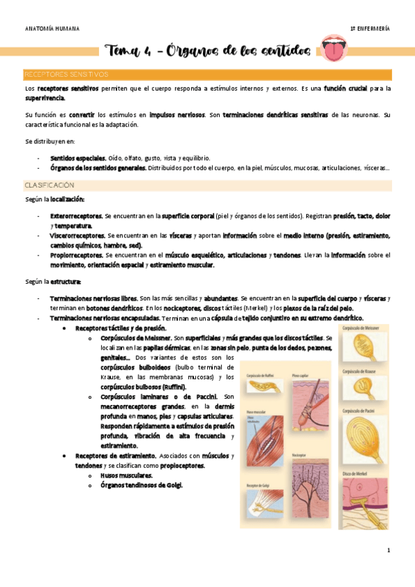 Miniatura del documento Tema-4-Organos-de-los-sentidos.pdf