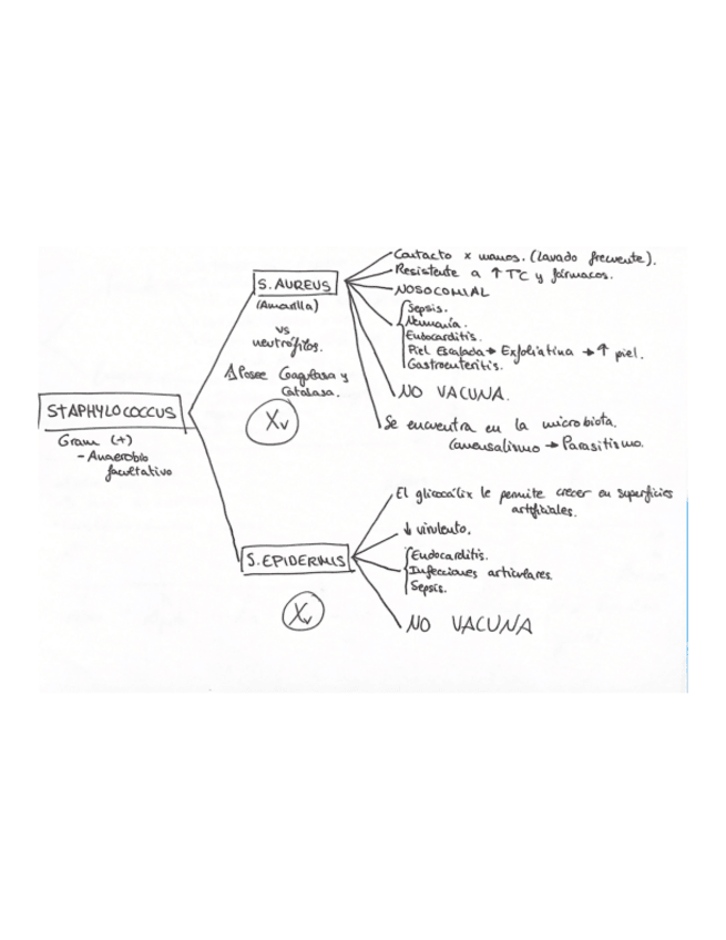 Miniatura del documento Esquema-Microorganismos..pdf