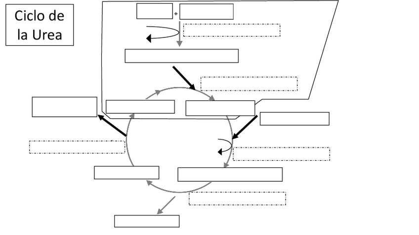 Miniatura del documento Esquema-mudo-Ciclo-de-la-Urea.pdf