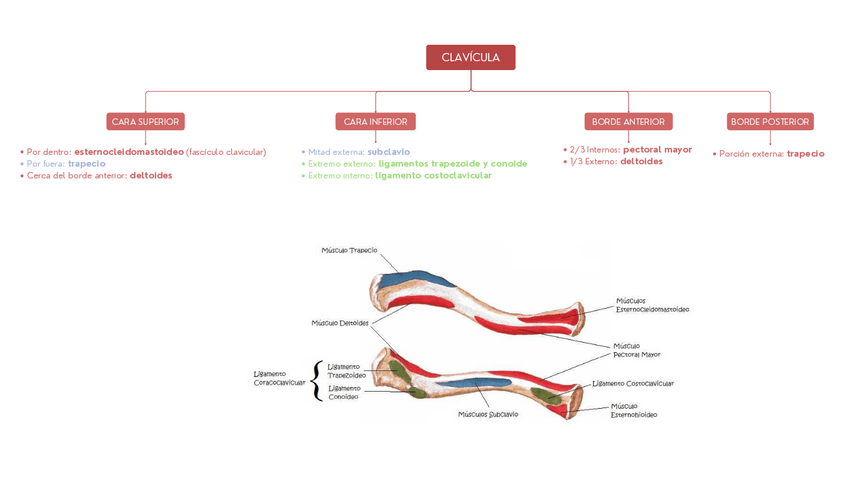 Miniatura del documento MUSCULOS-CLAVICULA.pdf