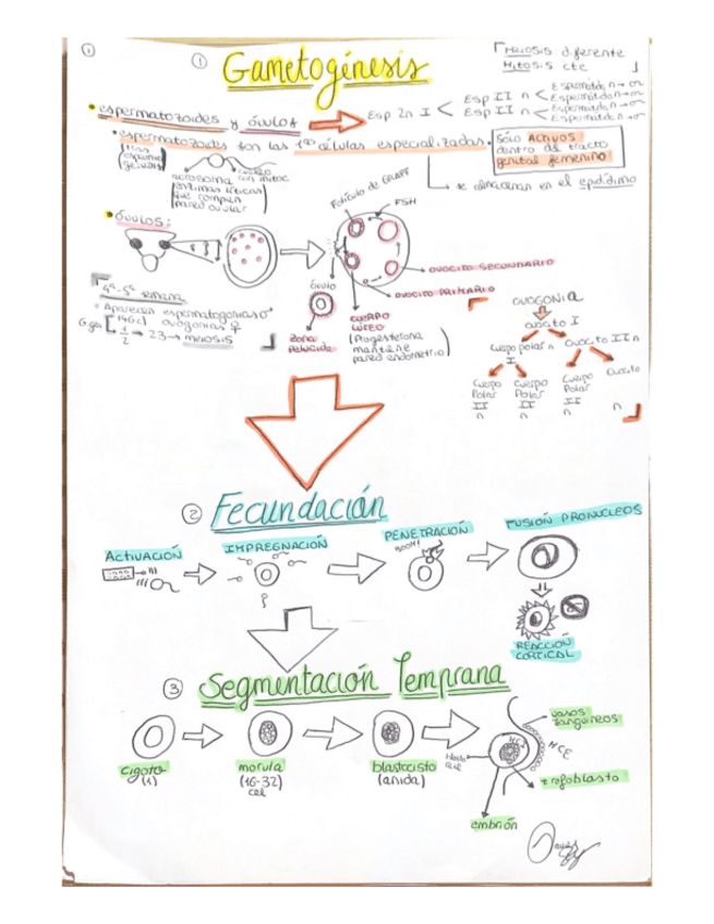 Miniatura del documento embriologia-ucv-en-13-paginas.pdf