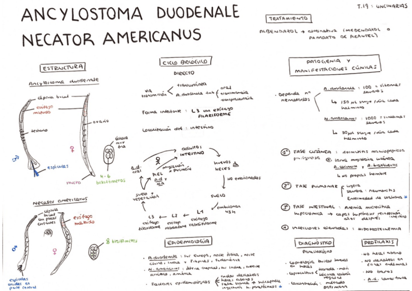 Miniatura del documento Tema-19.pdf