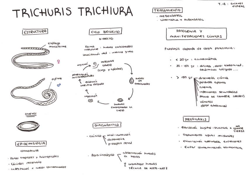 Miniatura del documento Tema-17.pdf