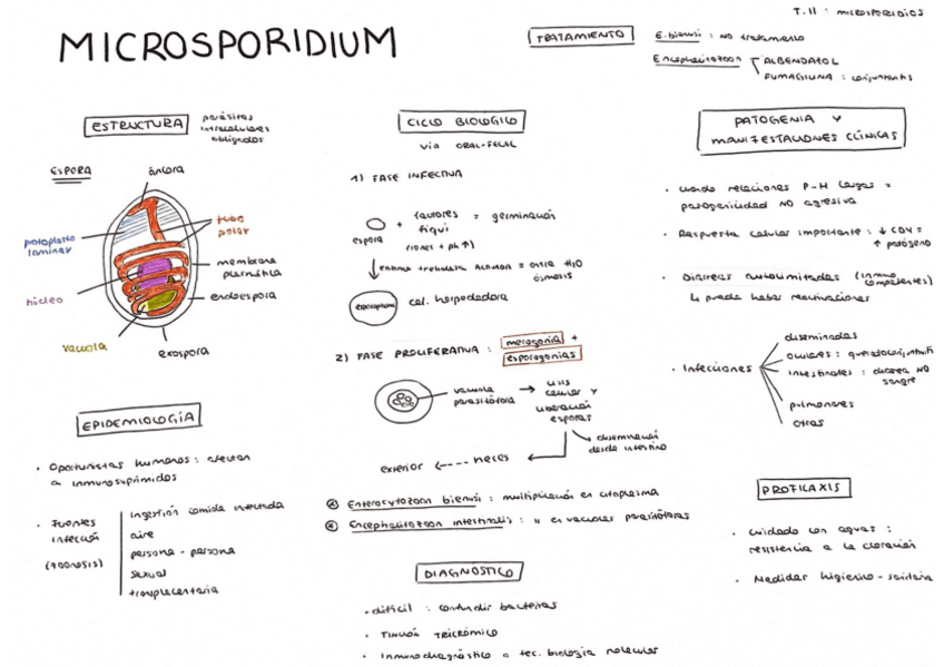 Miniatura del documento Tema-11.pdf