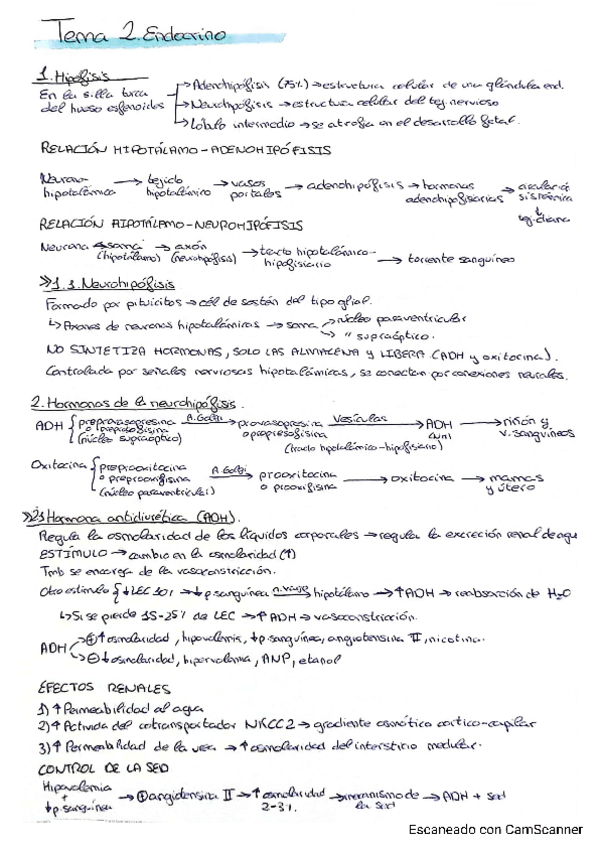 Miniatura del documento T2-Endocrino.pdf