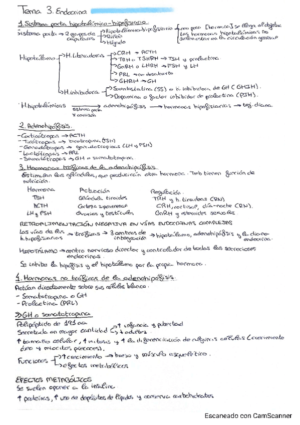 Miniatura del documento T3-Endocrino.pdf