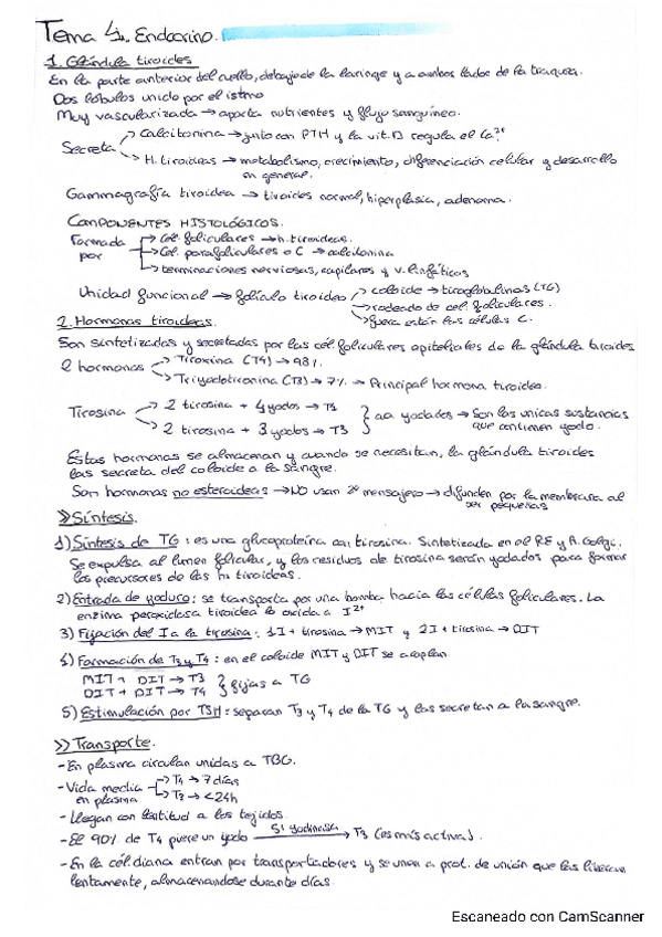 Miniatura del documento T4-Endocrino.pdf