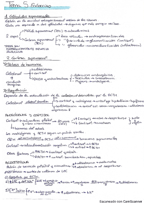 Miniatura del documento T5-Endocrino.pdf