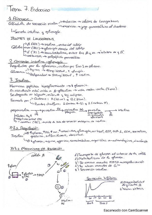 Miniatura del documento T7-Endocrino.pdf