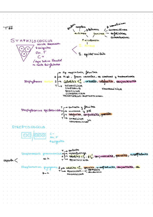 Miniatura del documento Esquema-Seccion-III-bacterias-productoras-de-infecciones.pdf