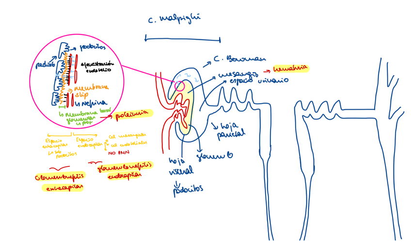 Miniatura del documento TEMA-9.-FOTO-RESUMEN-NEFRONA-Y-AFECTACIONES-GENERICAS.png