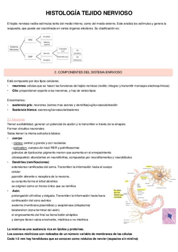 Miniatura del documento Histologia-Tejido-Nervioso.pdf