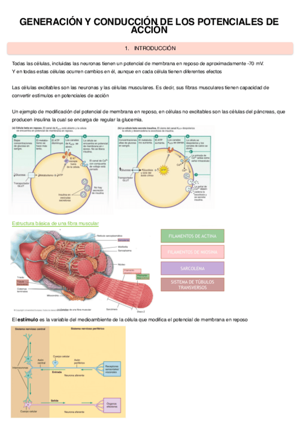 Miniatura del documento Generacion-Conduccion-Potenciales.pdf