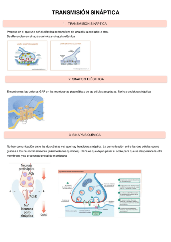 Miniatura del documento Transmision-Sinaptica.pdf