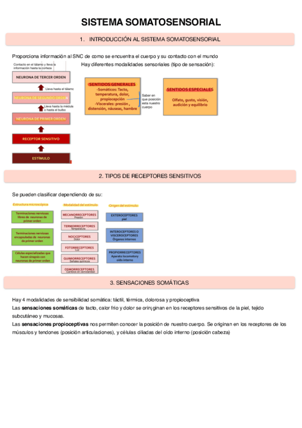 Miniatura del documento Sistema-Somatosensorial.pdf