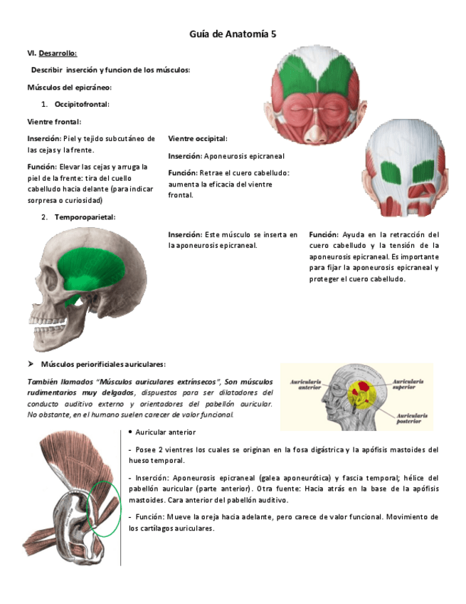 Miniatura del documento Musculos-de-la-cara.pdf
