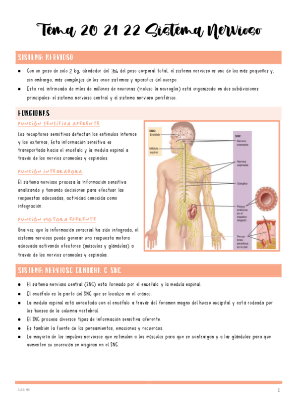 Miniatura del documento ECH-Tema-20-21-22-sistema-nervioso.pdf