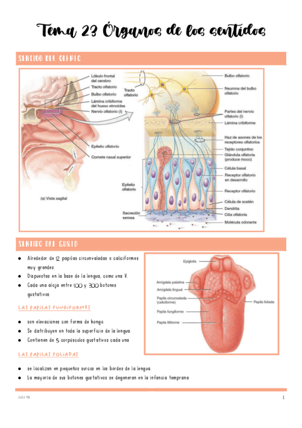 Miniatura del documento Tema-23-Organos-de-los-sentidos.pdf
